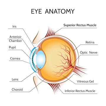 Retina Specialist In Moshi -iriseyecare